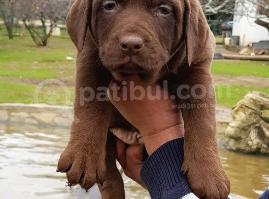 Köpek Çi̇ftli̇ği̇ Çi̇kolata Labrador Yavrular görsel
