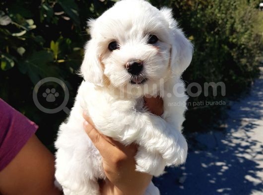 Köpek Çi̇ftli̇ği̇ Orji̇nal Maltese Teri̇er Yavrular görsel
