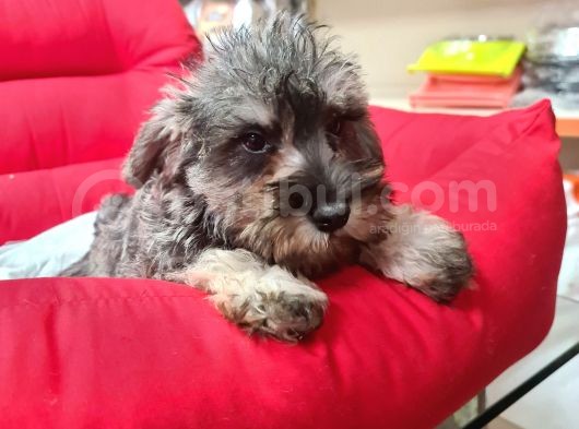 Köpek Çi̇ftli̇ği̇ Orji̇nal Mi̇nyatür Schnauzer Yavrular görsel