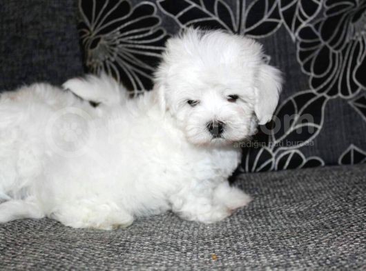 Köpek Çi̇ftli̇ği̇ Orji̇nal Maltese Teri̇er Yavrular görsel