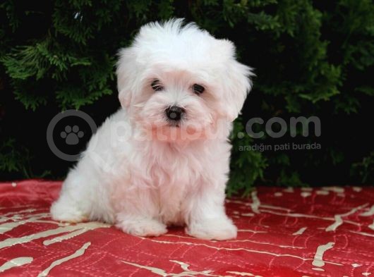 Köpek Çi̇ftli̇ği̇ Orji̇nal Maltese Teri̇er Yavrular görsel