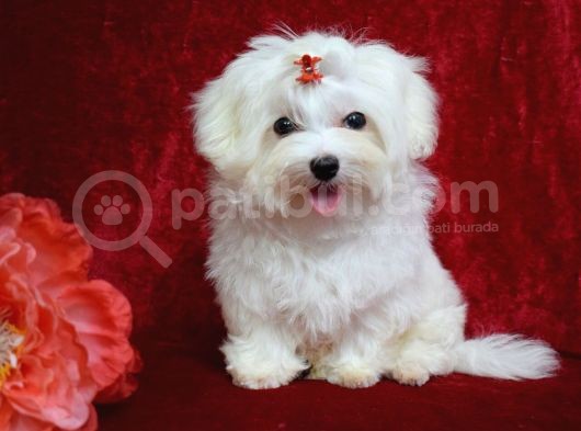Köpek Çi̇ftli̇ği̇ Orji̇nal Maltese Teri̇er Yavrular