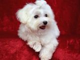 Köpek Çi̇ftli̇ği̇ Orji̇nal Maltese Teri̇er Yavrular