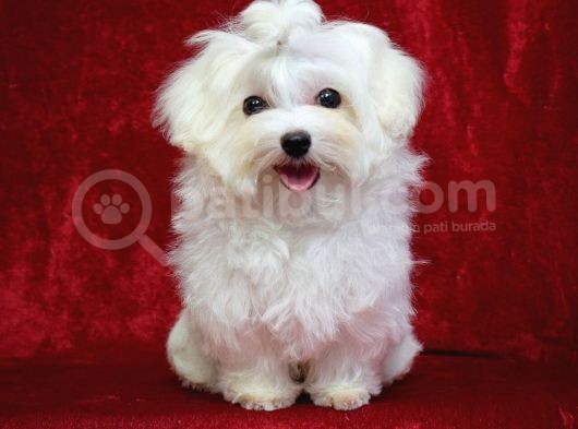 Köpek Çi̇ftli̇ği̇ Orji̇nal Maltese Teri̇er Yavrular görsel