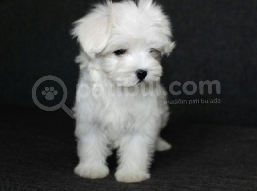 Köpek Çi̇ftli̇ği̇ Orji̇nal Maltese Teri̇er Yavrular görsel