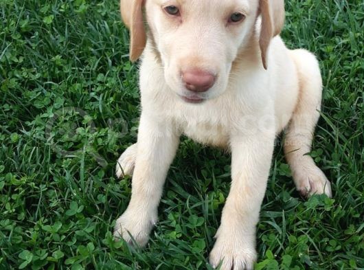 Köpek Çi̇ftli̇ği̇ Çi̇kolata Labrador Yavrular görsel