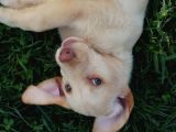 Köpek Çi̇ftli̇ği̇ Çi̇kolata Labrador Yavrular