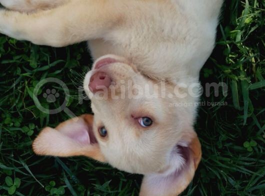 Köpek Çi̇ftli̇ği̇ Çi̇kolata Labrador Yavrular görsel