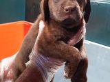 Köpek Çi̇ftli̇ği̇ Çi̇kolata Labrador Yavrular