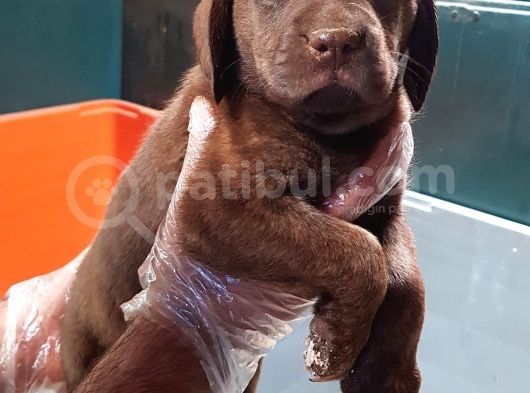 Köpek Çi̇ftli̇ği̇ Çi̇kolata Labrador Yavrular görsel
