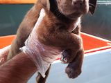 Köpek Çi̇ftli̇ği̇ Çi̇kolata Labrador Yavrular