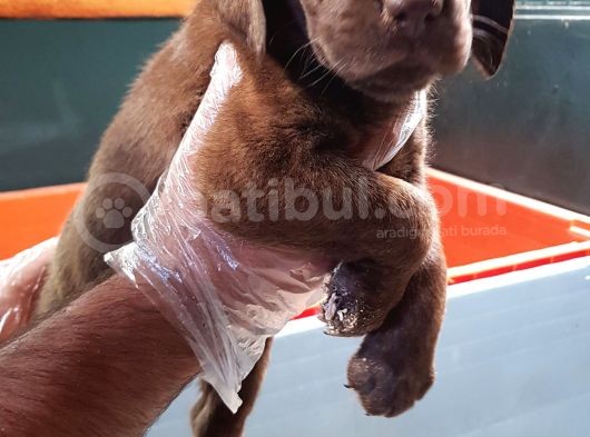 Köpek Çi̇ftli̇ği̇ Çi̇kolata Labrador Yavrular görsel
