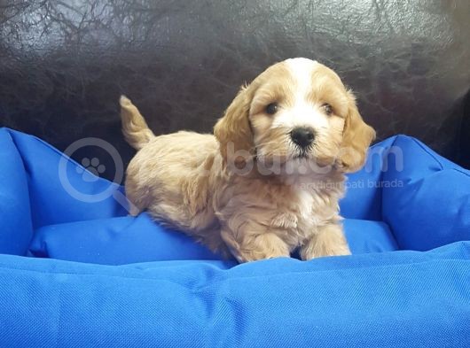 İstanbul Köpek Çi̇ftli̇ği̇ Orji̇nal Malti̇poo Yavrular