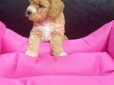 İstanbul Köpek Çi̇ftli̇ği̇ Orji̇nal Malti̇poo Yavrular