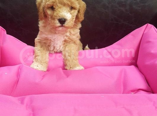 İstanbul Köpek Çi̇ftli̇ği̇ Orji̇nal Malti̇poo Yavrular görsel