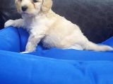İstanbul Köpek Çi̇ftli̇ği̇ Orji̇nal Malti̇poo Yavrular
