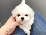 Teacup Maltese Terrier Bebekler