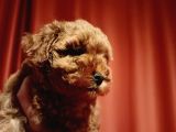 Scr Li Mükemmel Toy Poodle Yavrular