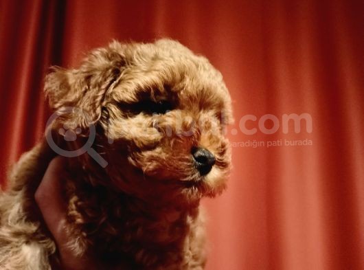 Scr Li Mükemmel Toy Poodle Yavrular görsel