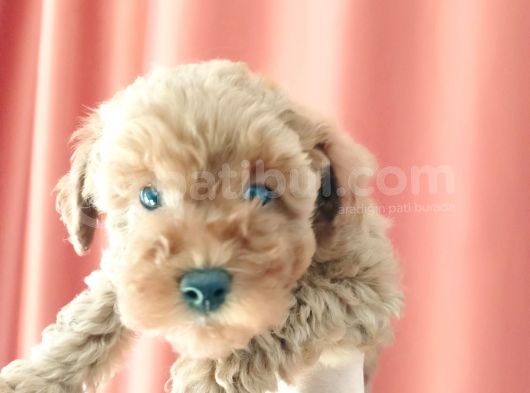 Scr Li Mükemmel Toy Poodle Yavrular görsel