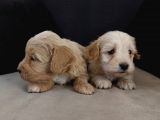 Maltipoo yavrular teslime hazır