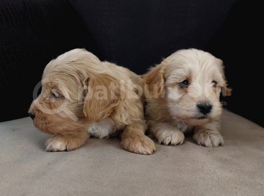 Maltipoo Yavrular Teslime Hazır