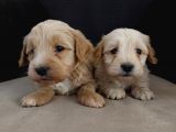 Maltipoo Yavrular Teslime Hazır