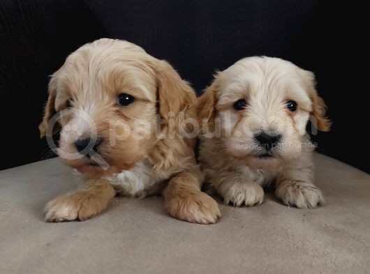 Maltipoo Yavrular Teslime Hazır görsel