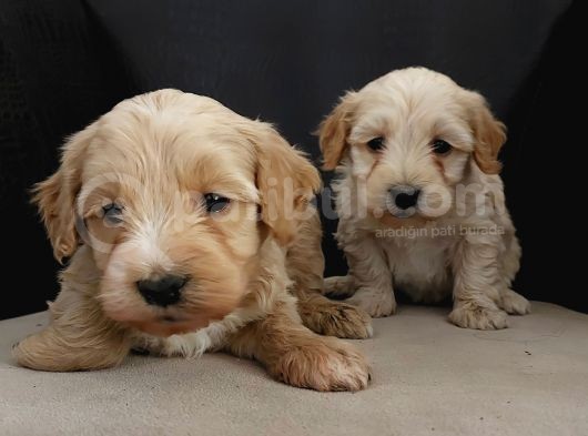 Maltipoo Yavrular Teslime Hazır görsel