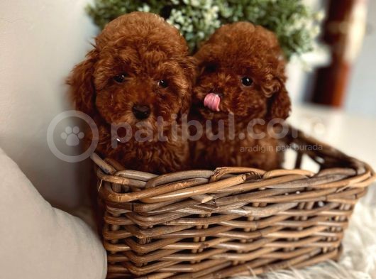 Toy Poodle yavrular