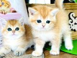 Çok Kali̇teli̇bri̇ti̇sh Shorthai̇r Golden  Yavrular