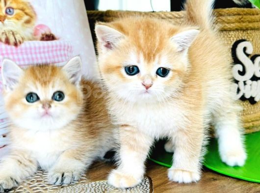 Çok Kali̇teli̇bri̇ti̇sh Shorthai̇r Golden  Yavrular görsel