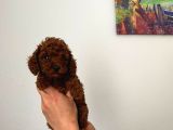En Küçük Boy Orjinal Toy Poodle Yavrum
