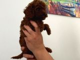 En Küçük Boy Orjinal Toy Poodle Yavrum