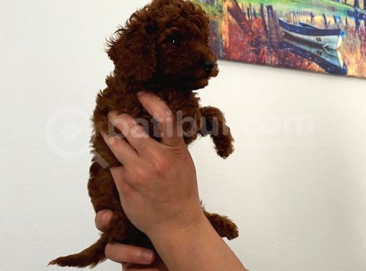 En Küçük Boy Orjinal Toy Poodle Yavrum görsel