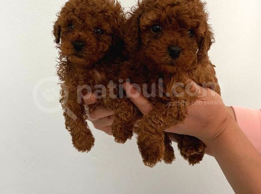 Ev Doğumlu Wc Eğitimli Teacup Toy Poodle