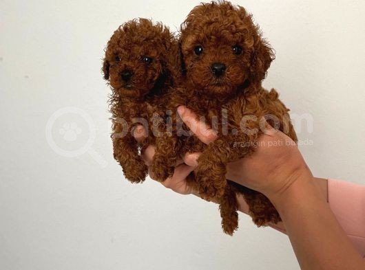 Ev Doğumlu Wc Eğitimli Teacup Toy Poodle görsel