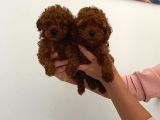 En Küçük Boy Orjinal Toy Poodle Yavrum