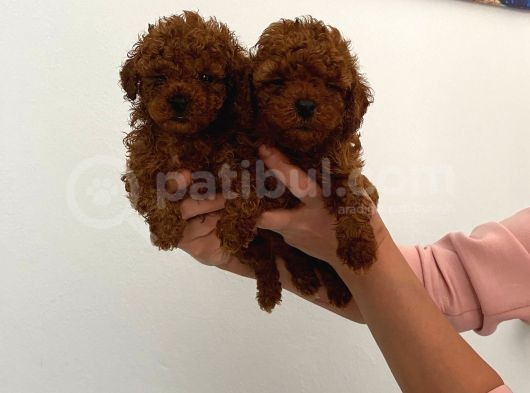En Küçük Boy Orjinal Toy Poodle Yavrum görsel