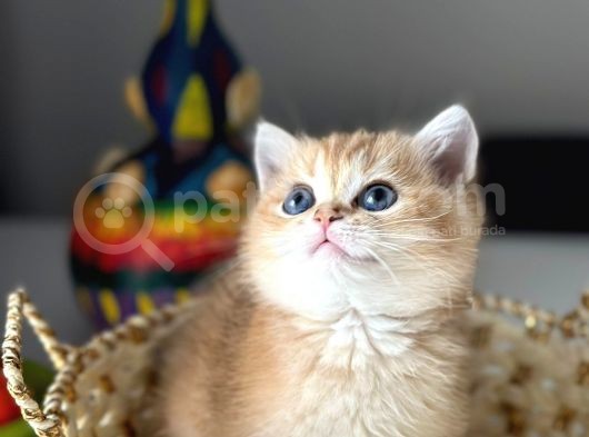 Çok Kali̇teli̇bri̇ti̇sh Shorthai̇r Golden  Yavrular görsel