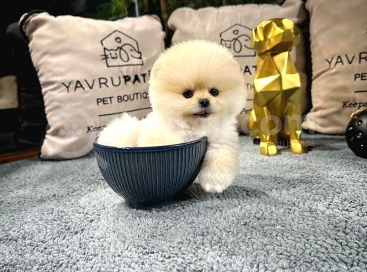 Ayı Surat Pomeranian Boo Yavrularımız görsel