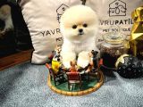 Ayı Surat Pomeranian Boo Yavrularımız