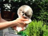 Sevimli Sempatik Pomeranian Boo Yavrumuz