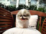 Sevimli Sempatik Pomeranian Boo Yavrumuz