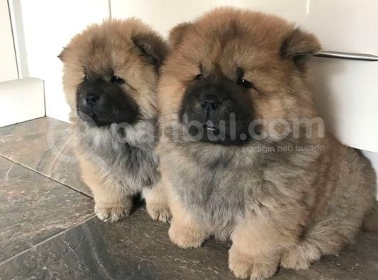 Karma 1 Aşılı Pofuduk Chow Chow Orjinal Erkek Ve Dişi görsel