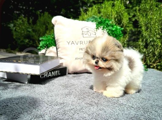 Sevimli Sempatik Pomeranian Boo Yavrumuz