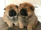 karma 1 aşılı pofuduk Chow chow Orjinal erkek ve dişi