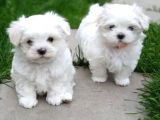A Kalite Maltese Terrier Yavrularımız