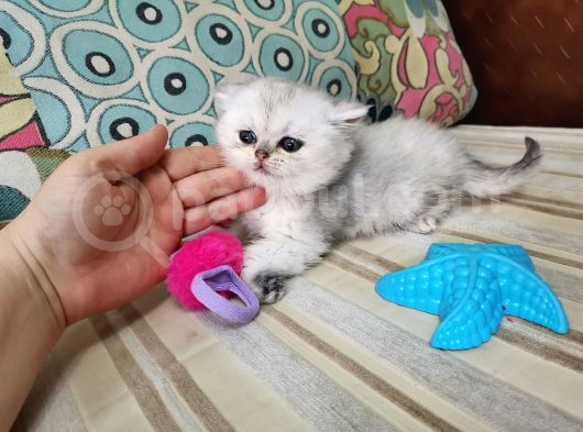 Bir Buçuk Aylık Dişi Baba Şecereli görsel
