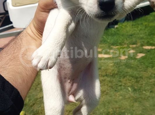 Show Kalite Fırlama Jack Russel Terrier Yavruları görsel